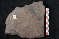 Foto (Detailansicht) von Plantae indet.  (NHMW-GEO-2024-0188-11526)